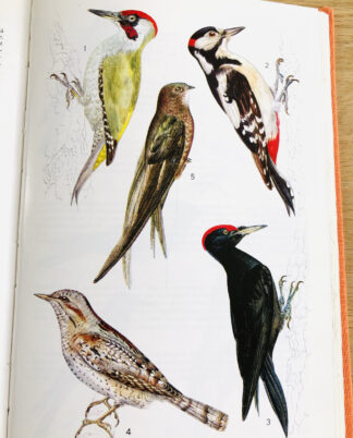 Lademanns naturfører "Dyr og vækster"