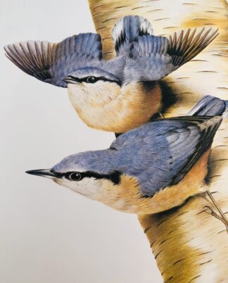 "Fugle i have og skov"