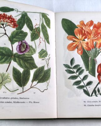 "Stueplanter i farver"