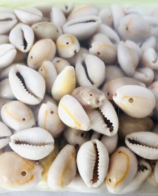 Cowrie Shell perler.