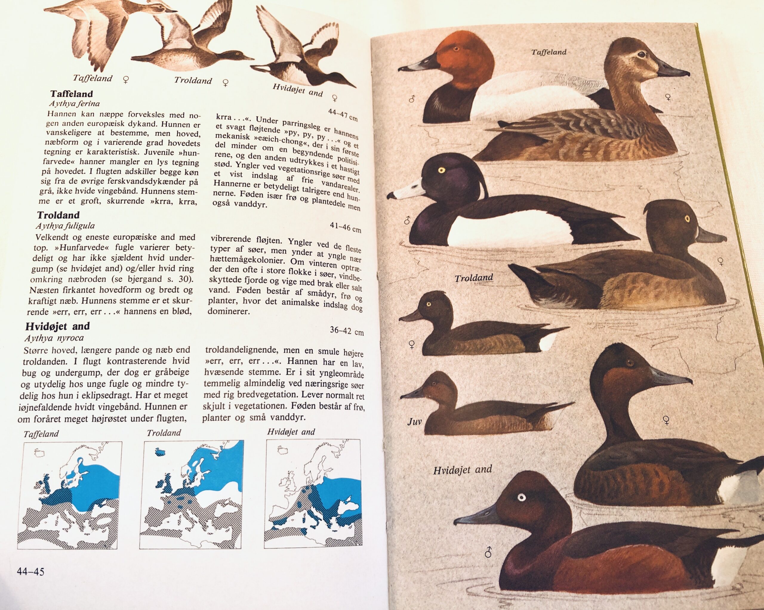 "Fugle i naturen – Sø og å, mose og mark" - Billede 3