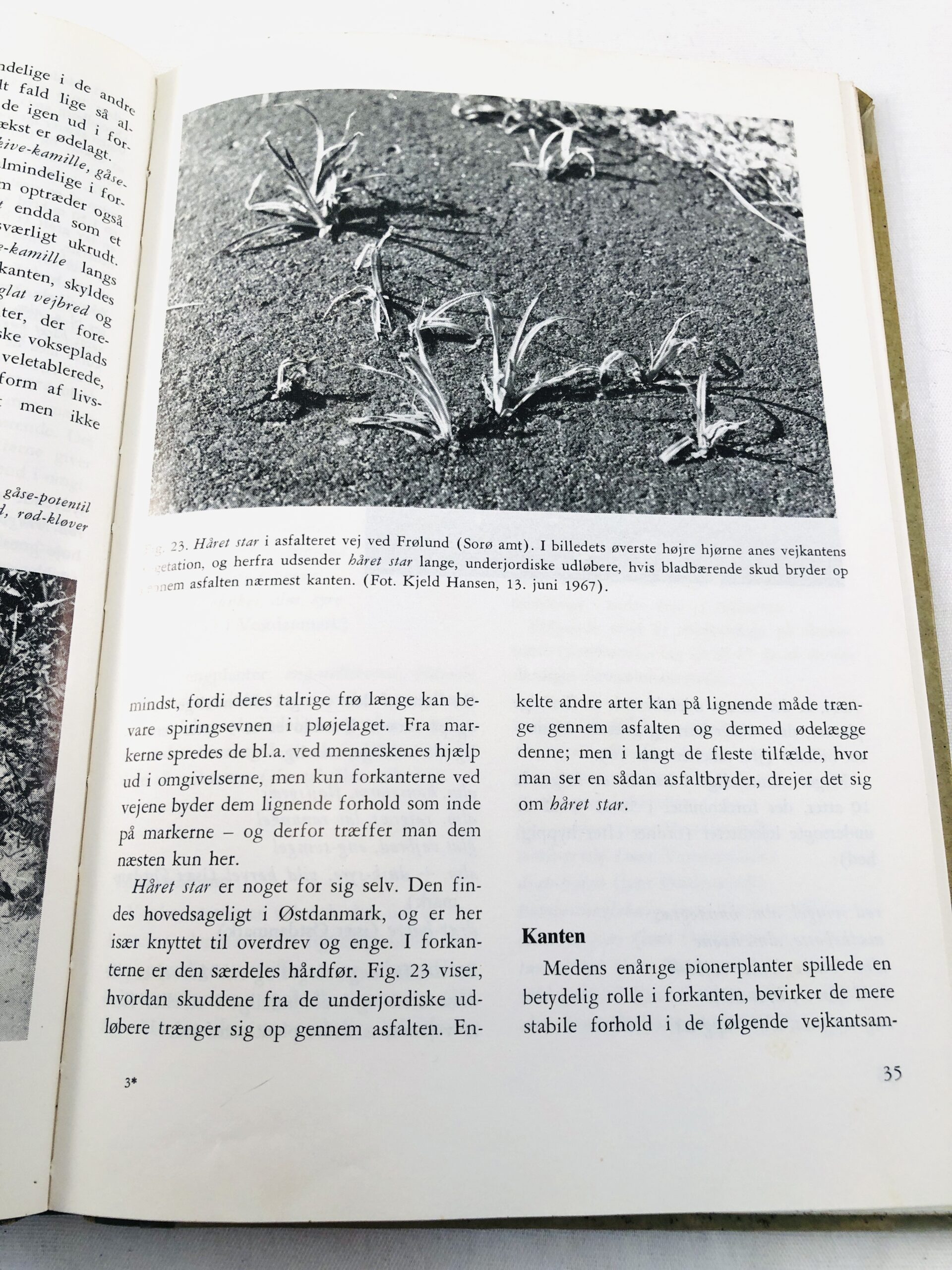 "Vejkantens planteliv" - Billede 2