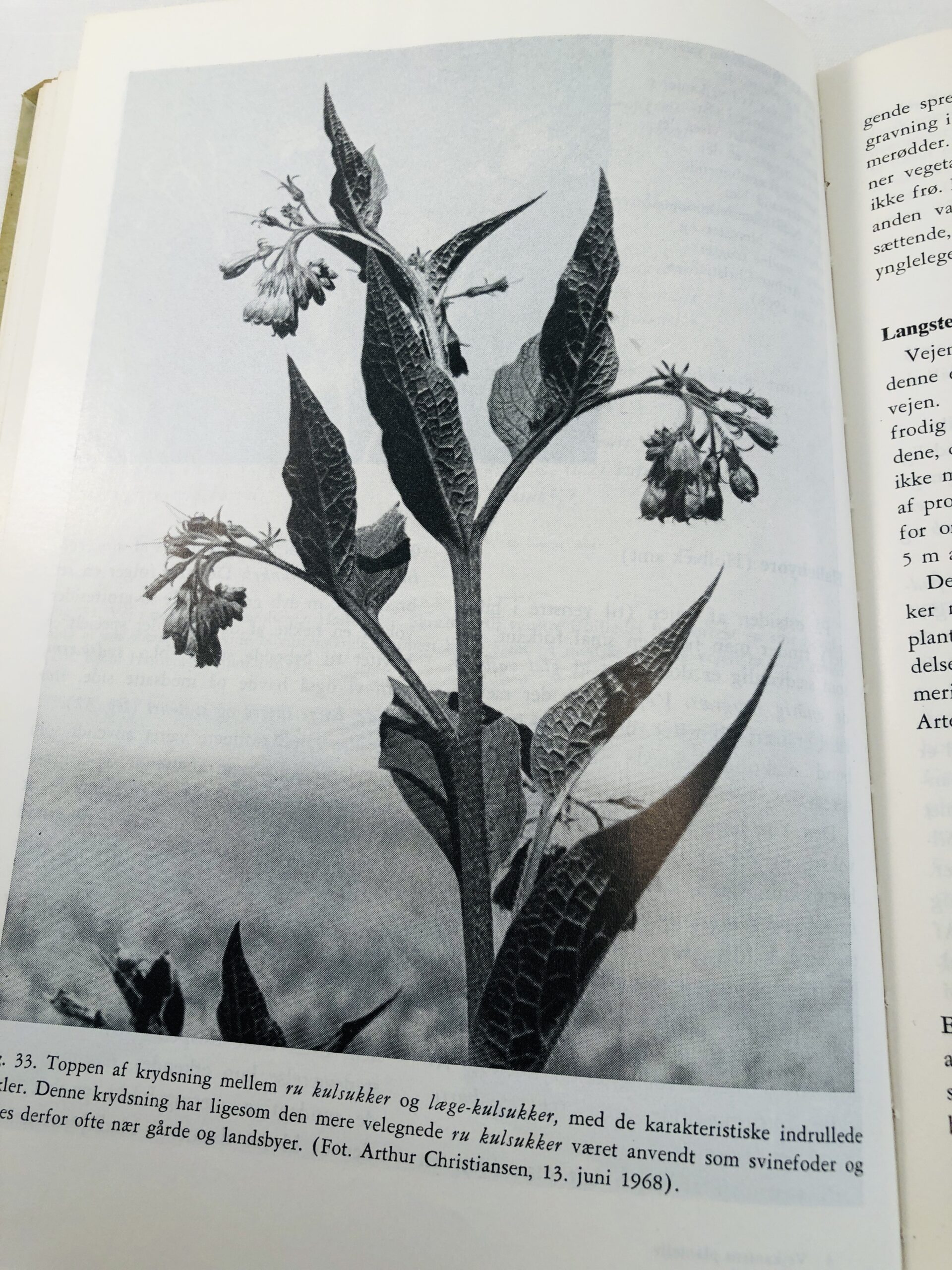 "Vejkantens planteliv" - Billede 3