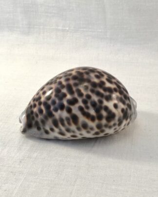 Stor konkylie – porcelænssnegl.