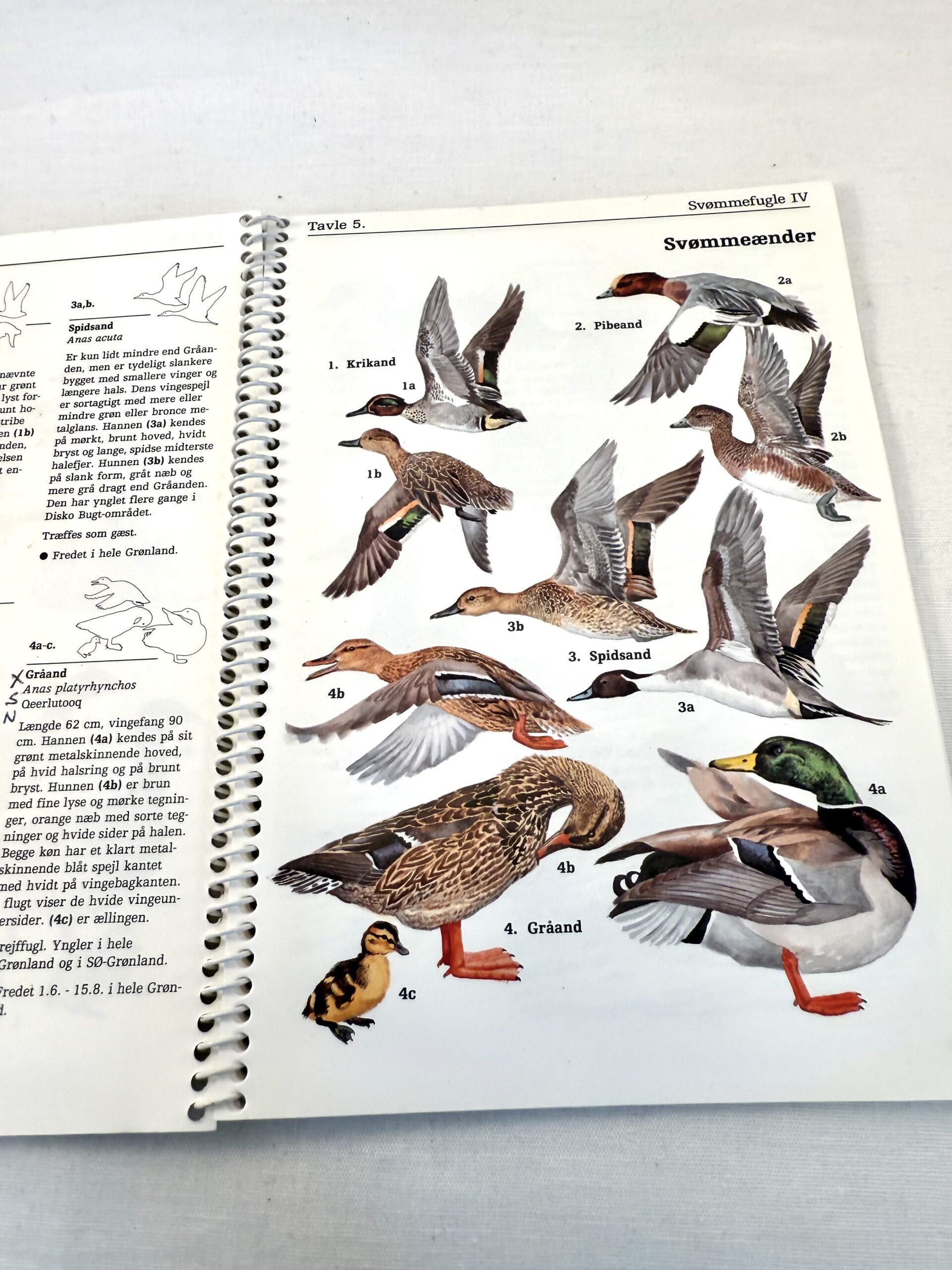 "Grønlandske fugle" – en felthåndbog. - Billede 2