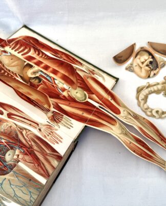 “Den Naturlige Lægemetode” med anatomiske udfoldningsmodeller.