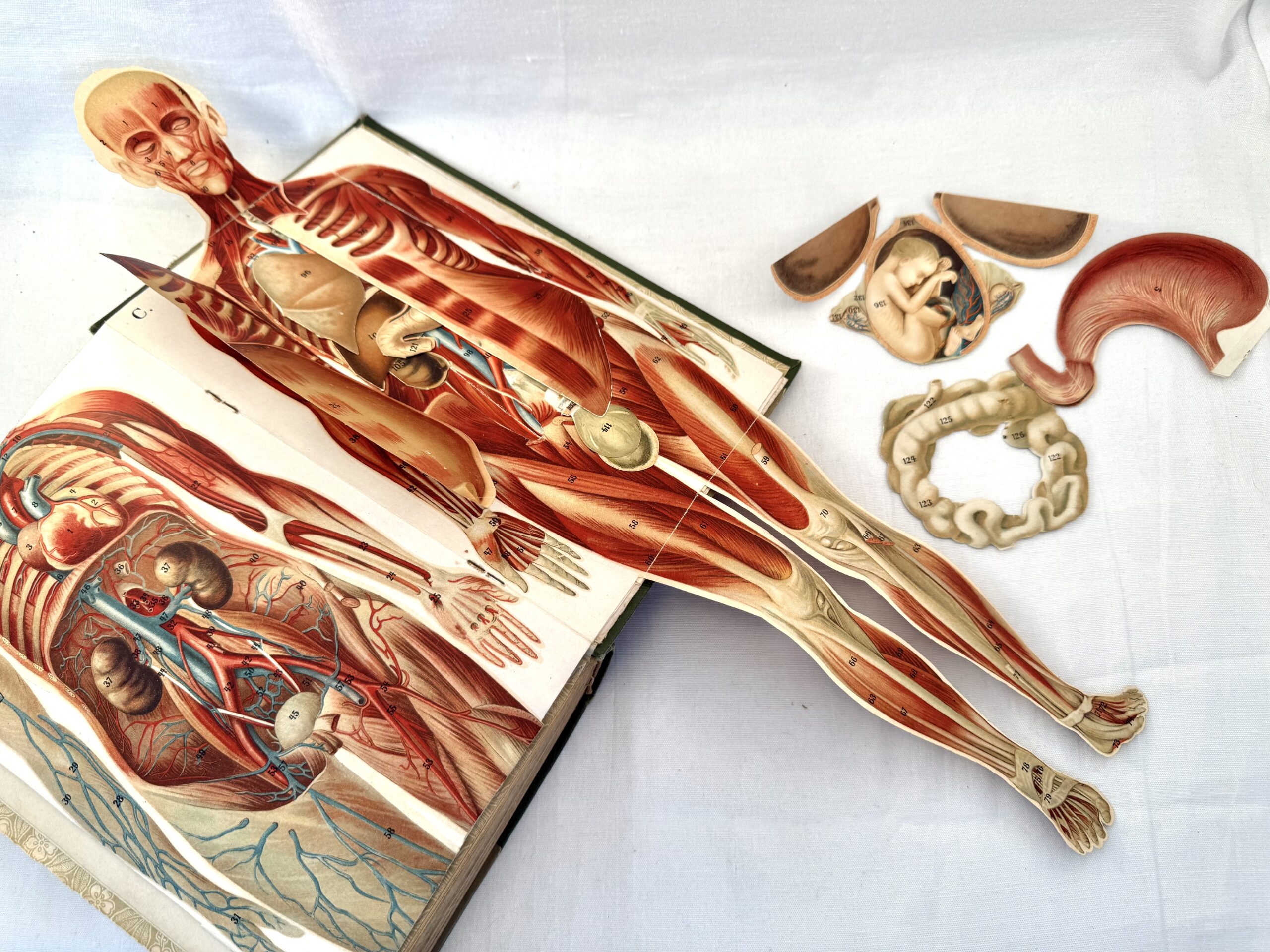 “Den Naturlige Lægemetode” med anatomiske udfoldningsmodeller.