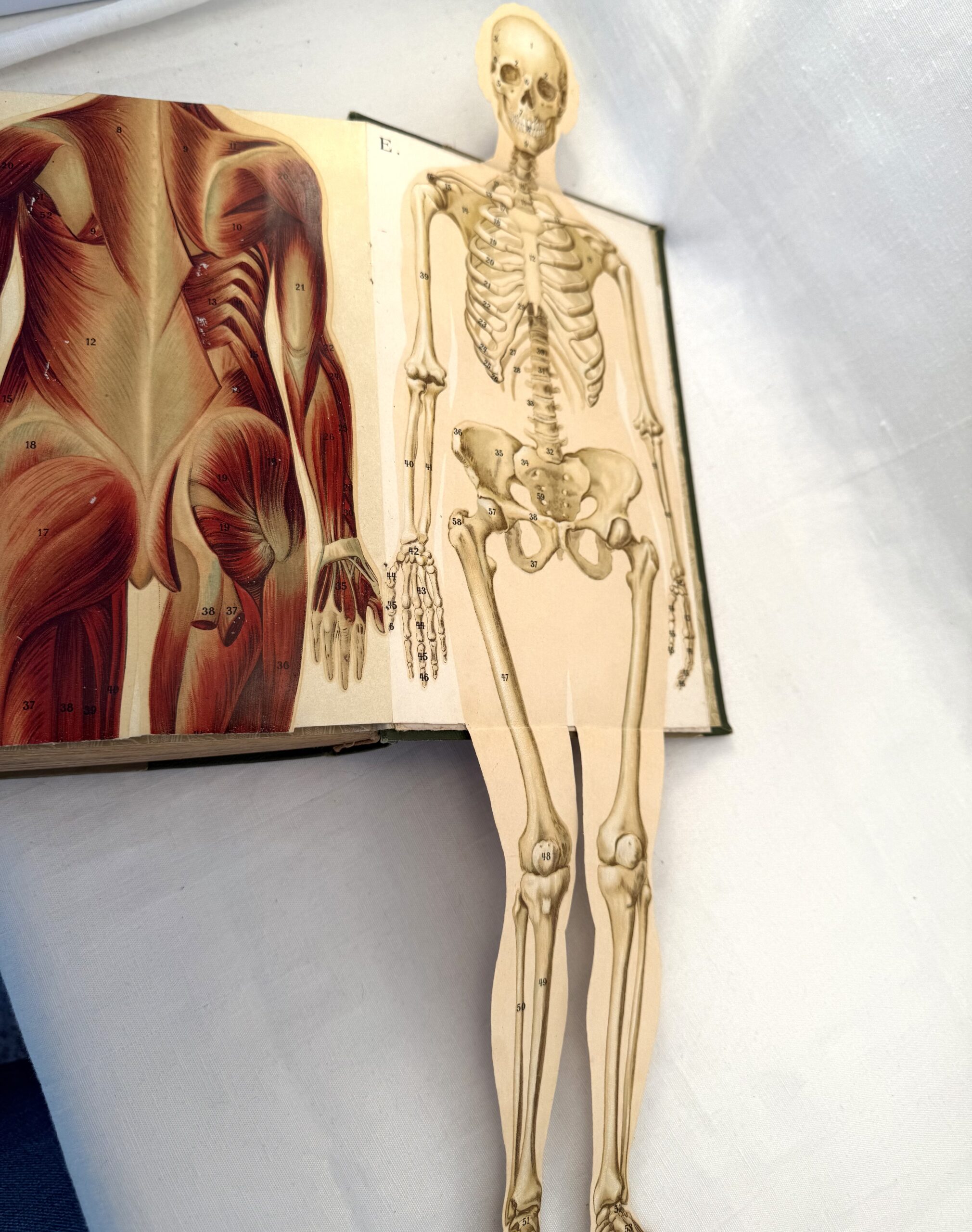 “Den Naturlige Lægemetode” med anatomiske udfoldningsmodeller. - Billede 2