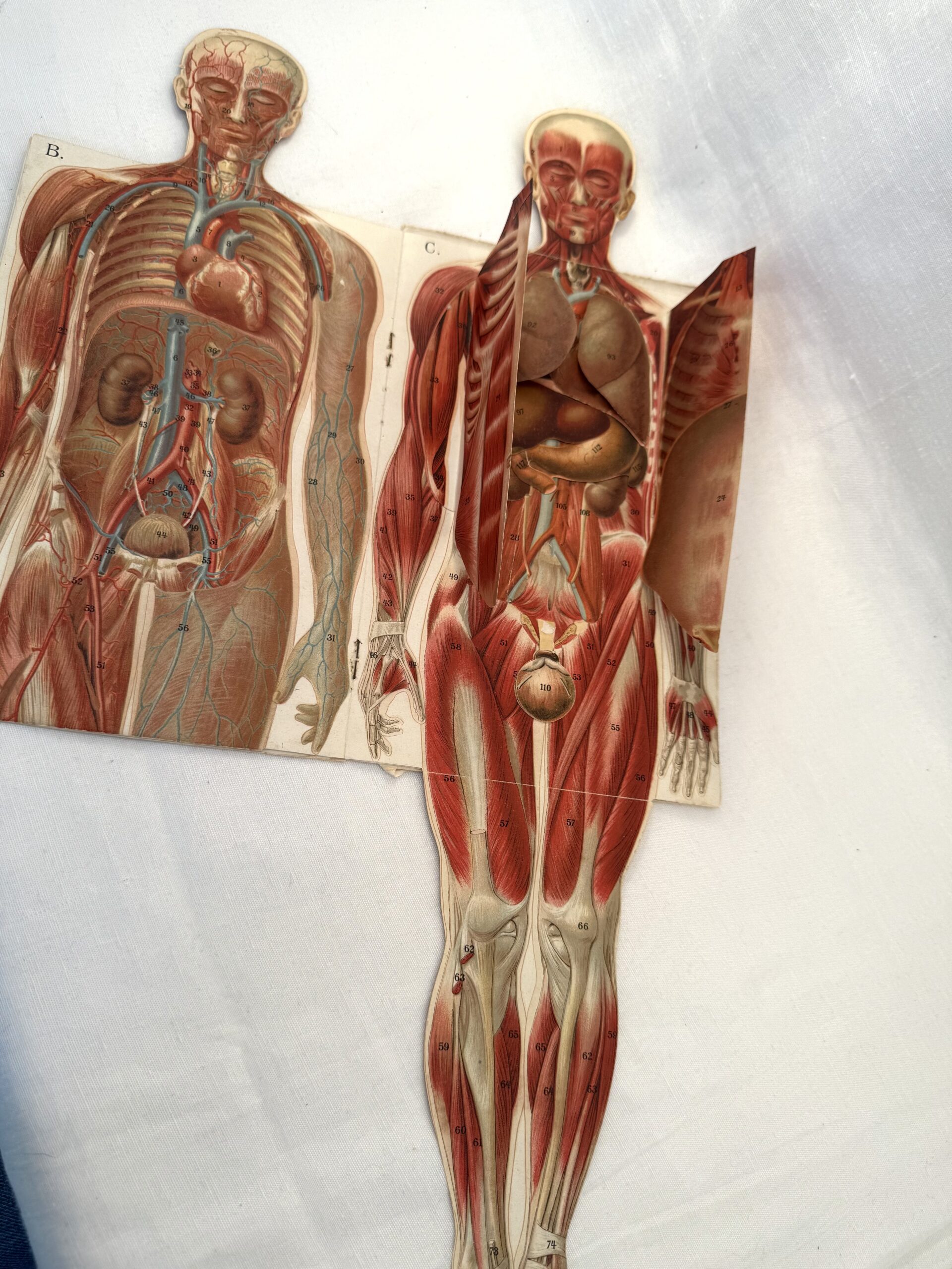 “Den Naturlige Lægemetode” med anatomiske udfoldningsmodeller. - Billede 3