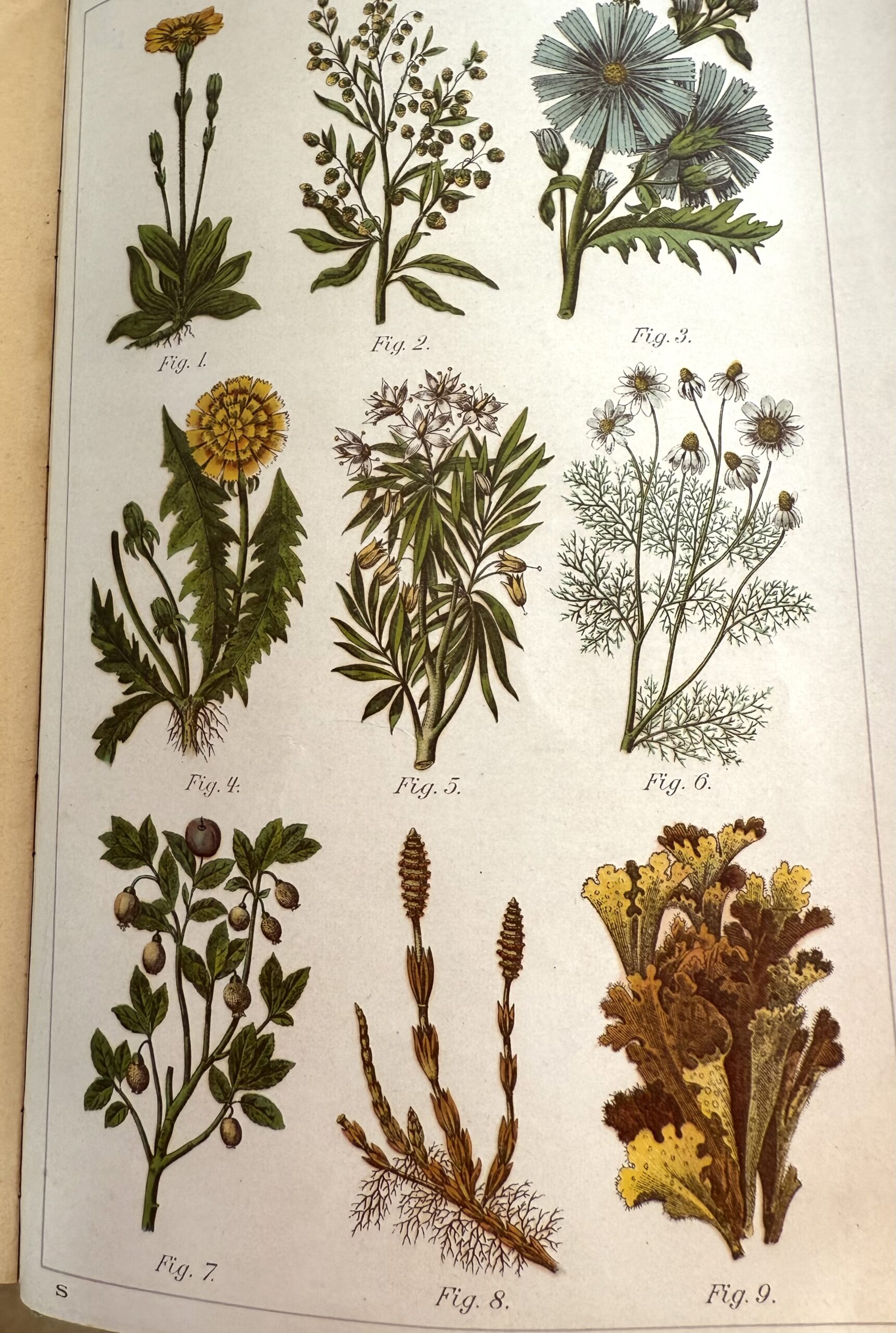 “Den Naturlige Lægemetode” med anatomiske udfoldningsmodeller. - Billede 8