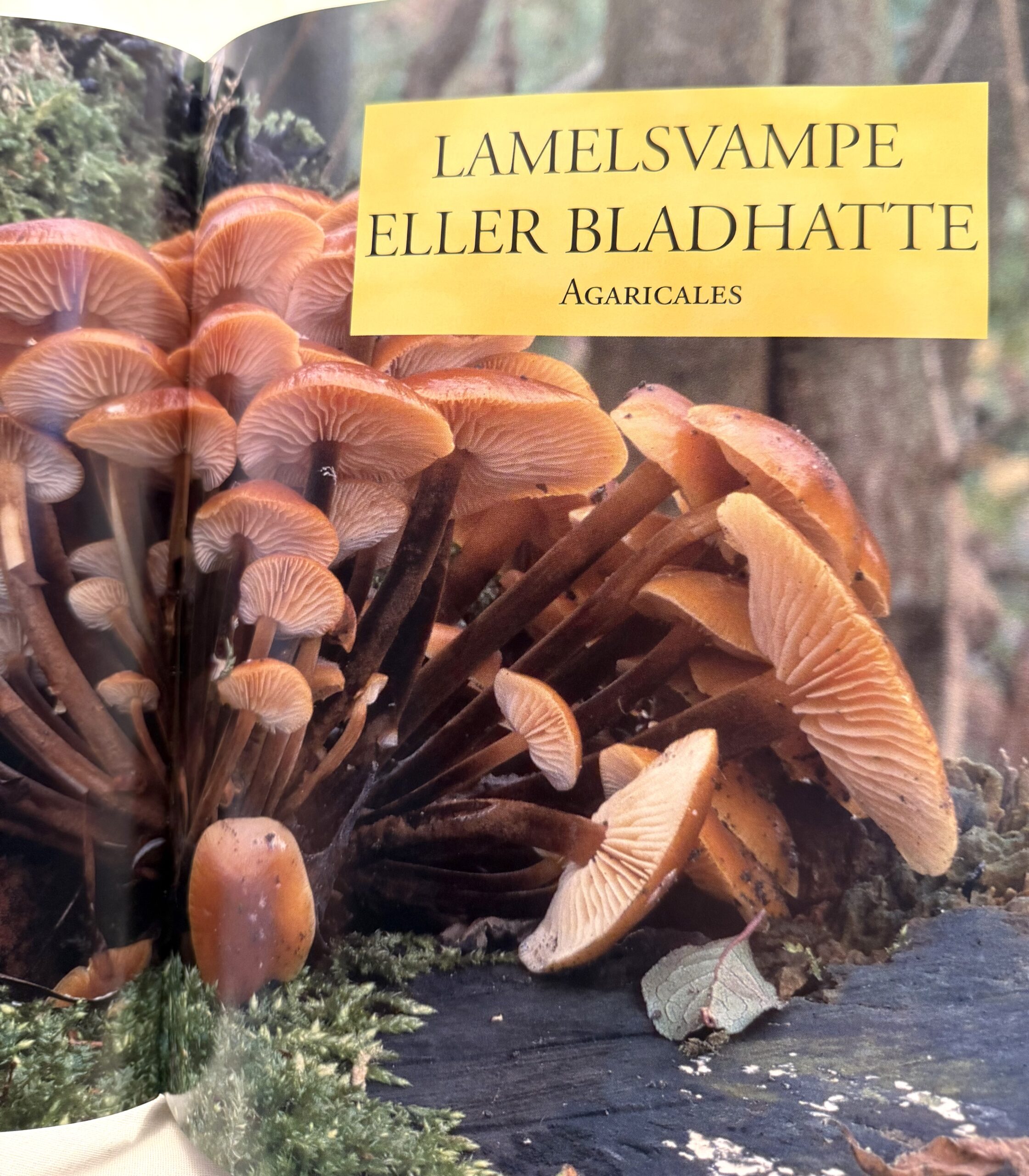 "Svampe" – Bestemmelse og indsamling. - Billede 2